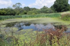 29.-Knowle-Farm-Pond