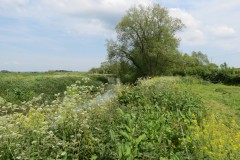 12.-Downstream-from-Hambridge-Bridge-1