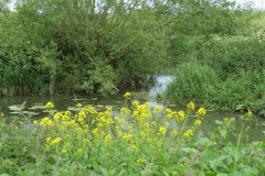 12.-Downstream-from-Hambridge-Bridge-5