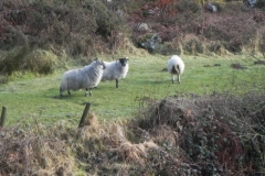 Sheep by Badgworthy (2)