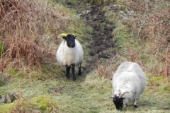 Sheep by Badgworthy (5)