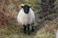 Sheep by Badgworthy (6)