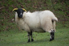 Sheep by Badgworthy