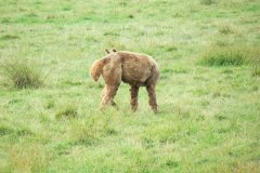 Alpacas-near-Lower-Gout-Farm-2