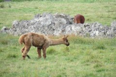 Alpacas-near-Lower-Gout-Farm-4