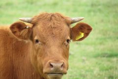 Cows-near-Lower-Gout-Farm-4
