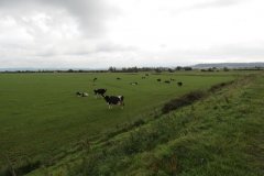 Dairy-Cows-near-Woodspring-Bay-1