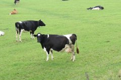 Dairy-Cows-near-Woodspring-Bay-2