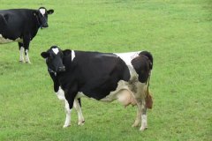 Dairy-Cows-near-Woodspring-Bay-3