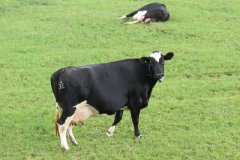 Dairy-Cows-near-Woodspring-Bay-4