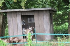 Goats-by-Riverside-2
