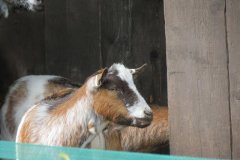 Goats-by-Riverside-4
