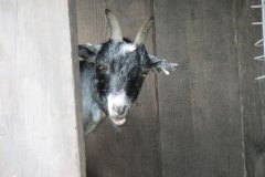 Goats-by-Riverside-5