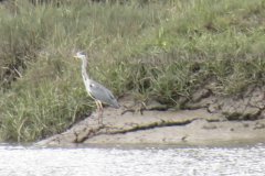 Heron-near-Woodspring-Bay