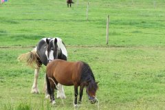 Horses-near-Lower-Gout-Farm-3
