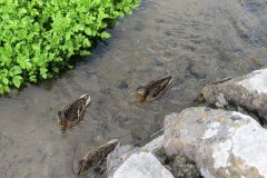 Mallards-by-Riverside-1