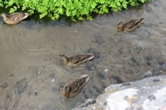 Mallards-by-Riverside-2