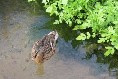 Mallards-by-Riverside-3