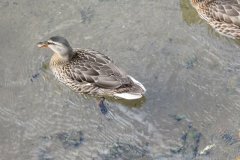Mallards-by-Riverside-4