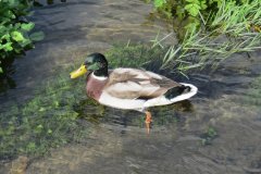 Mallards-by-Riverside-5