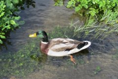 Mallards-by-Riverside-6