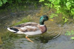 Mallards-by-Riverside