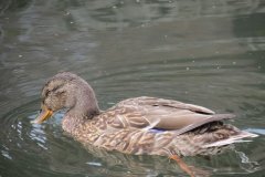 Mallards-near-Lansdown-Gardens-1