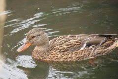 Mallards-near-Lansdown-Gardens-2