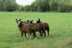 Rare-sheep-near-Waterloo-Bow-1