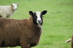 Rare-sheep-near-Waterloo-Bow-2
