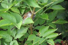 Sparrow-hidden-in-a-bush-by-Riverside