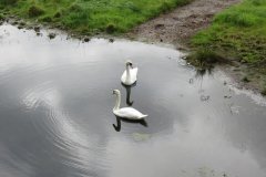 Swans-by-Ebdon-Bridge-1