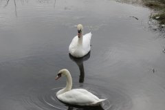 Swans-by-Ebdon-Bridge-2