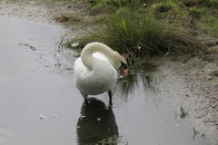 Swans-by-Ebdon-Bridge-3