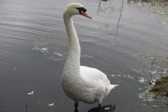 Swans-by-Ebdon-Bridge-4