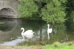 Swans-by-Ebdon-Bridge-5