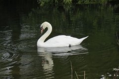 Swans-by-Ebdon-Bridge-6