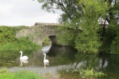 Swans-by-Ebdon-Bridge-7