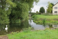 Swans-by-Ebdon-Bridge-8