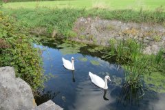 Swans-near-1