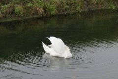 Swans-near-Lansdown-Gardens-1