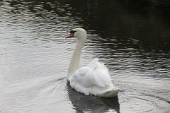 Swans-near-Lansdown-Gardens-2