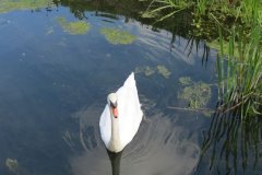 Swans-near-Way-Wick-2
