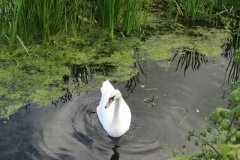 Swans-near-Way-Wick-3