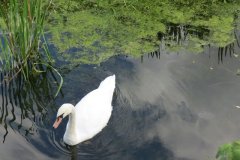 Swans-near-Way-Wick-5