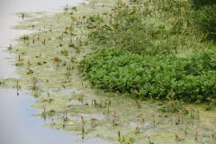 Water-plants-near-Ebdon-Bridge
