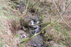 13. Upstream from River Avill