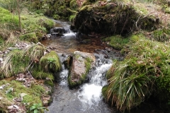 2. Upstream from River Avill
