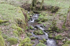 6. Upstream from River Avill