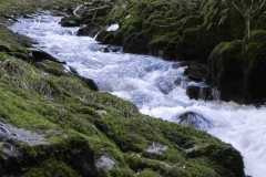 28. Upstream from Ash Pool